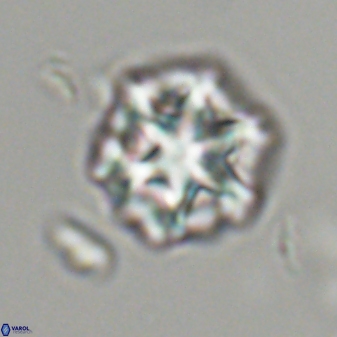 Olladiscoaster perplexus 32476