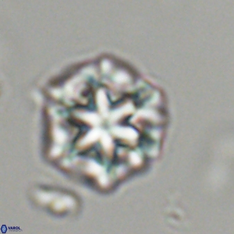 Olladiscoaster perplexus 32477