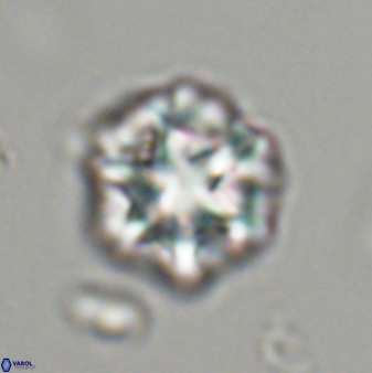 Olladiscoaster perplexus 32478