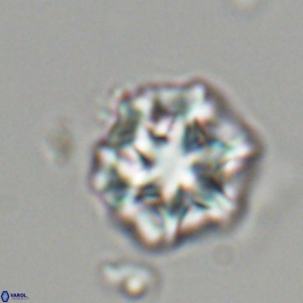 Olladiscoaster perplexus 32480