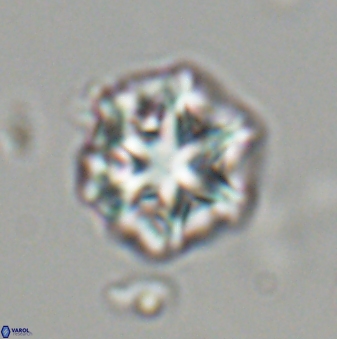 Olladiscoaster perplexus 32481