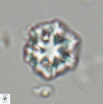 Olladiscoaster perplexus 32481