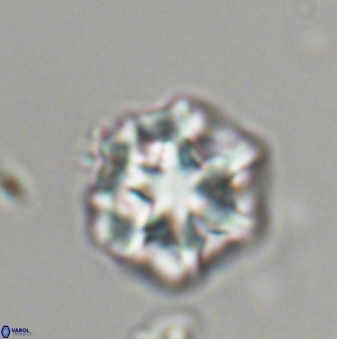 Olladiscoaster perplexus 32482