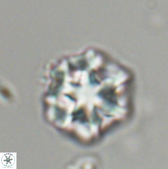 Olladiscoaster perplexus 32482