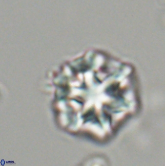 Olladiscoaster perplexus 32483