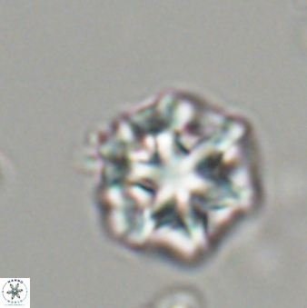 Olladiscoaster perplexus 32483