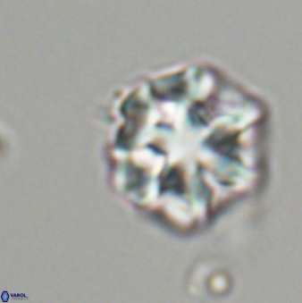 Olladiscoaster perplexus 32484