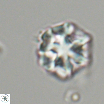 Olladiscoaster perplexus 32484