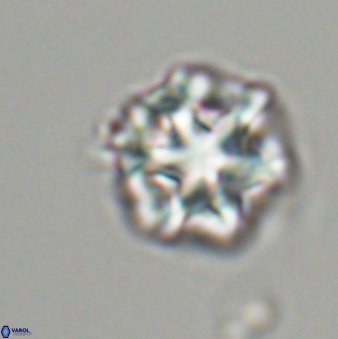 Olladiscoaster perplexus 32485