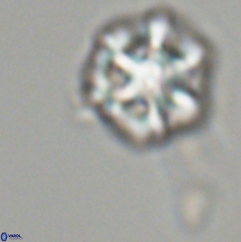 Olladiscoaster perplexus 32486