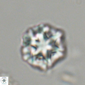 Olladiscoaster perplexus 32487