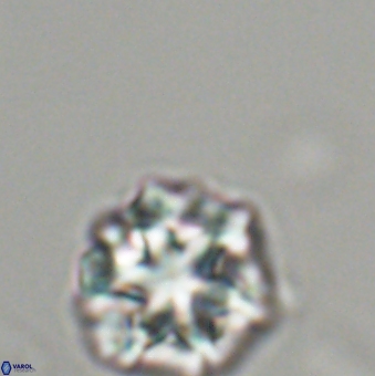 Olladiscoaster perplexus 32489