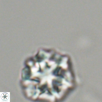 Olladiscoaster perplexus 32489