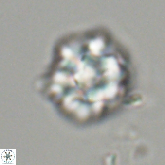 Olladiscoaster perplexus 32490