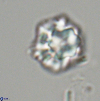 Olladiscoaster perplexus 32491