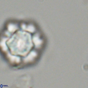 Olladiscoaster perplexus 32492