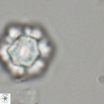 Olladiscoaster perplexus 32492
