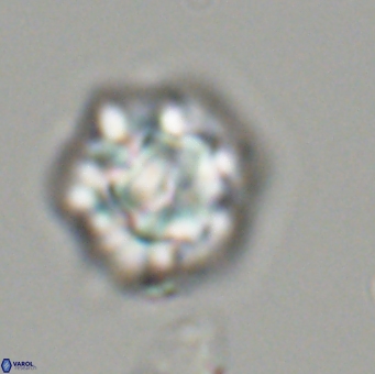 Olladiscoaster perplexus 32493