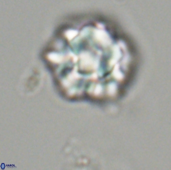 Olladiscoaster perplexus 32494