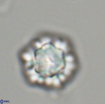 Olladiscoaster perplexus 32495