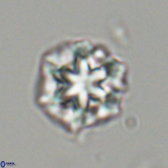 Olladiscoaster perplexus 32497