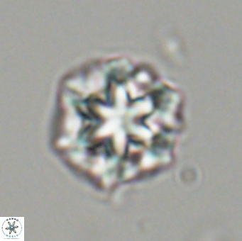 Olladiscoaster perplexus 32497