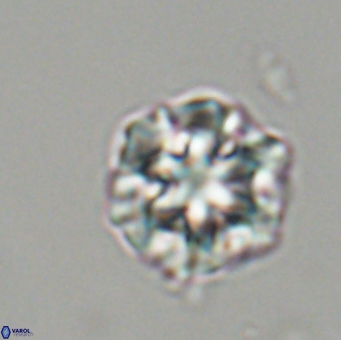 Olladiscoaster perplexus 32498