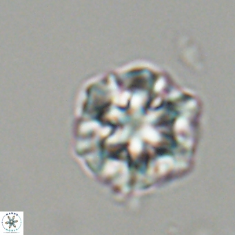 Olladiscoaster perplexus 32498