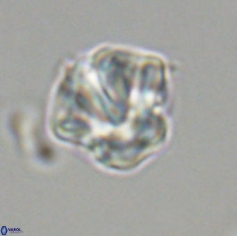 Olladiscoaster perplexus 32499