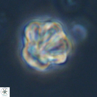 Olladiscoaster perplexus 32500