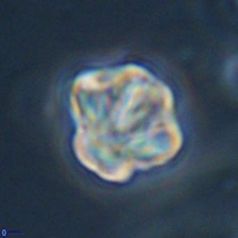 Olladiscoaster perplexus 32502