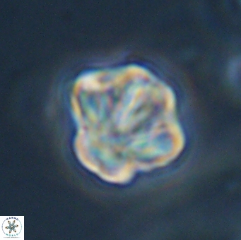 Olladiscoaster perplexus 32502