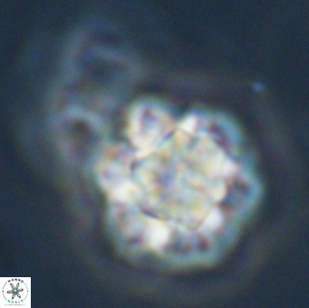 Olladiscoaster perplexus 32503
