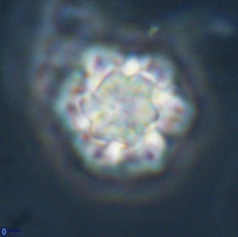 Olladiscoaster perplexus 32504