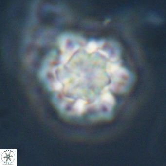 Olladiscoaster perplexus 32504