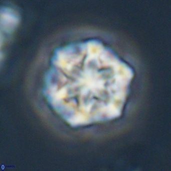 Olladiscoaster perplexus 32505