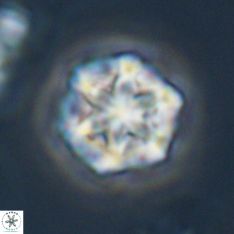 Olladiscoaster perplexus 32505