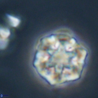 Olladiscoaster perplexus 32506