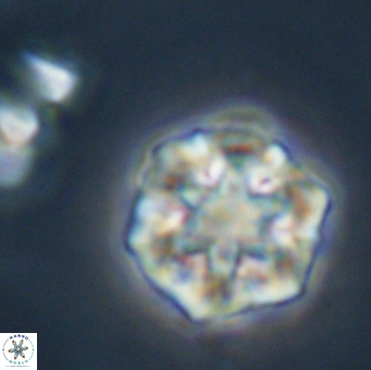 Olladiscoaster perplexus 32506