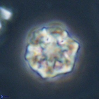 Olladiscoaster perplexus 32507