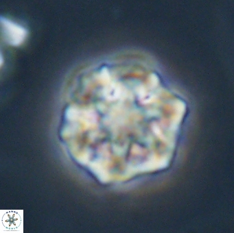 Olladiscoaster perplexus 32507