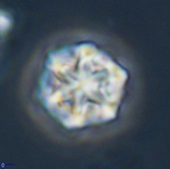 Olladiscoaster perplexus 32508