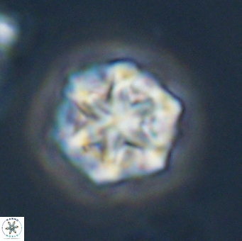 Olladiscoaster perplexus 32508