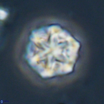 Olladiscoaster perplexus 32509