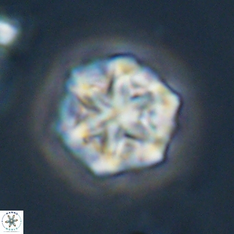 Olladiscoaster perplexus 32509