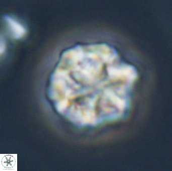 Olladiscoaster perplexus 32510