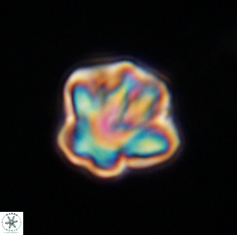 Olladiscoaster perplexus 32511