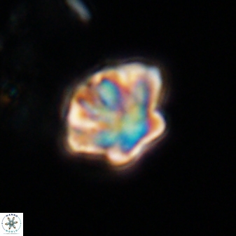 Olladiscoaster perplexus 32574