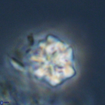 Olladiscoaster perplexus 32580