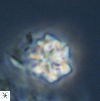 Olladiscoaster perplexus 32580